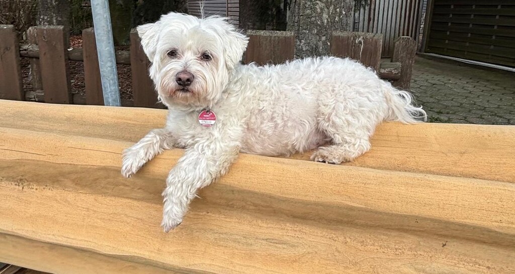 Hund liegt auf Robinienstamm Quelle: Mevissen - liegender Hund auf einem Robinien Superunikat